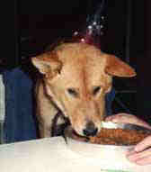 abbysmall.JPG (2996 bytes)